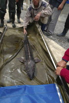 Female sturgeon checked at the Casa Caviar sturgeon hatchery before being released in the Danube RiverUNESCO heritage site