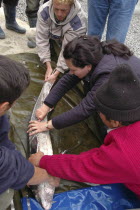 Female sturgeon inspected for eggs at the Casa Caviar sturgeon hatchery before being released in the Danube RiverUNESCO heritage site