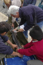 Female sturgeon being tagged for scientific tracking purposes at the Casa Caviar sturgeon hatchery before being released in the Danube RiverUNESCO heritage site