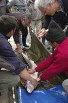Male sturgeon being tagged for tracking purposes at the Casa Caviar sturgeon hatchery before being released in the Danube RiverUNESCO heritage site