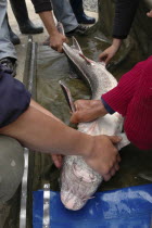 Female sturgeon being inspected at the Casa Caviar sturgeon hatchery before being released in the Danube RiverUNESCO heritage site