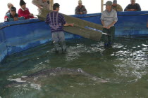Employees catching small female sturgeon ready to be released in the Danube River at the Casa Caviar sturgeon hatcheryUNESCO heritage site