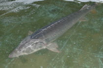Large female sturgeon kept for breeding purposes at the Casa Caviar sturgeon hatcheryUNESCO heritage site