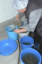 Female employee filtering plankton to feed sturgeon fry in the Casa Caviar sturgeon hatcheryUNESCO heritage site