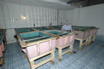 Growing basins for sturgeon fry in the Casa Vaviar sturgeon hatcheryUNESCO heritage site