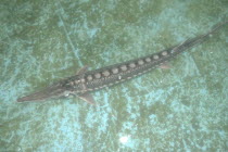 Large female sturgeon kept for breeding purposes in the Casa Caviar sturgeon hatcheryUNESCO heritage site