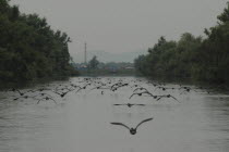 Flock of protected birds flying over the channels of the Danube Delta Biosphere ReserveUNESCO heritage site