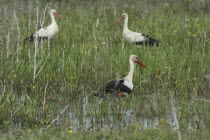 Storks wading in the long grass of the wetlandsUNESCO heritage site