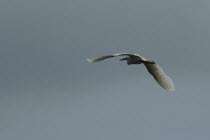 White pelican in full flight at Danube Delta Biosphere Reserve UNESCO heritage site