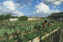 People working on raised vegetable beds along the River Amazon near Itacoatiara.Brasil