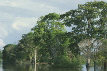 Amazon floodplain forestBrasil Brazil