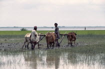 Oxen ploughing in flooded paddy field