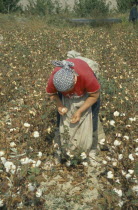 Women picking cotton.