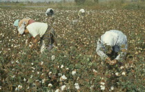 Women picking cotton.