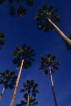 View looking upwards at tall palm trees against a backdrop of blue sky