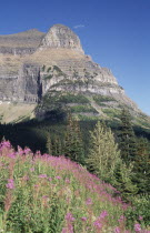 View over forests toward rocky cliff with flowers in the foreground