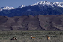 Great Sand Dunes National Monument. Snow capped mountain landscape behind sand dunes with Pronghorn Antelope grazing in the foreground