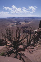 View over dead tree looking down toward arid plain with shaped canyon in the centre and river at the bottom Center