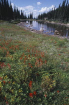 Mount Revelstoke National Park. View over wild flowers toward lake surrounded by trees