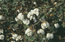Detail of Cotton plants with white fluffy buds