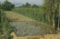 Irrigated fields with lines of crops growing on dry land and partial watered area.