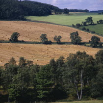 Mixed field patters with harvested wheat grazing sheep and fallow fields