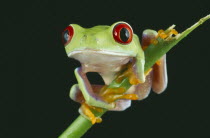 Red eyed tree frog perched on twig
