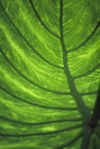 Green leaf showing the veins
