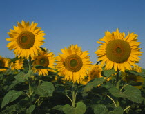 Three sunflower heads in foreground  blue sky & other sunflowers in background