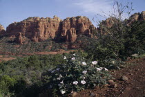 Sacred Datura Plant and rock formations