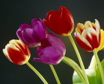 Various coloured tulipa gesneriana
