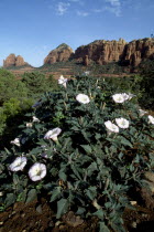 Sacred Datura plant in desert landscape