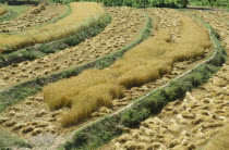 Terraced and partly harvested fields of wheat.