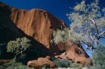 Ayers rock. Oblique view with Gum trees at the base