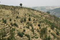 Terracing and tree planting to prevent erosion of loess soil