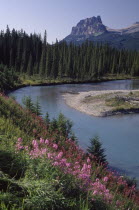 View over wild pink flowers and stream toward forest with backdrop of rocky peaks