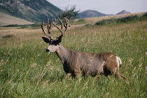 Mule Deer Stag standing in long grass with open landscape behind leading toward hills