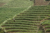 Wheat Terraces