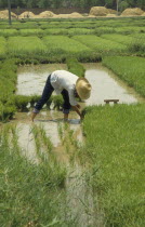 Woman in straw hat planting rice.