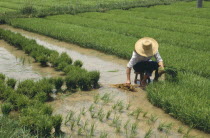 Planting Rice