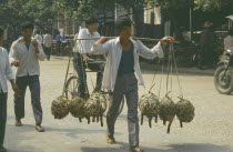 Man carrying pigs to market in baskets hung from pole over his shoulders.  Passing cyclist.