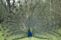 Peacock displaying feathers