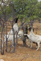 Goats causing deforestation by eating young trees on the edge of the desert