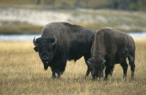 Two Bison standing together with one grazing and the other looking toward the camera