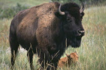 American Bison with a calf lying in the long grass behind