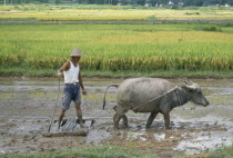 Man with Buffalo raking Paddy Field