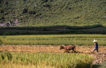 Buffalo pulling a plough being steered by a farmer in a field