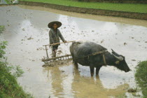 Farmer ploughing paddy field using plough drawn by buffalo near Guilin.