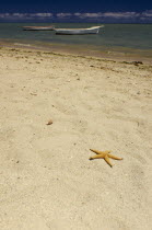 Starfish shell on deserted beach with fishing boats at anchor