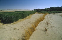 Wheat growing next to encroaching desert sands